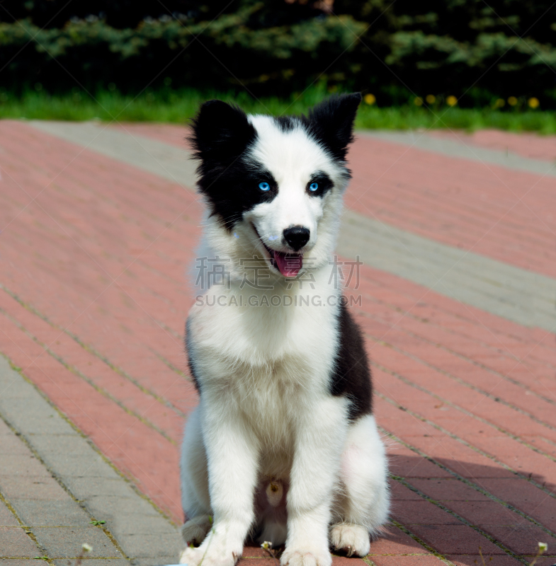 莱卡犬,座位,伊乐藻属植物,爱斯基摩犬,萨哈共和国,日本秋田犬,雪橇犬,受过训练的狗,垂直画幅,注视镜头