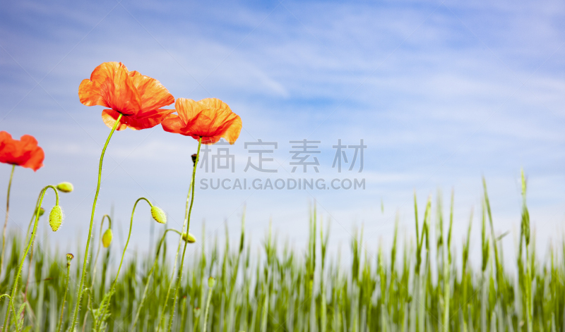 田地,水平画幅,夏天,光,花蕾,白色,植物,彩色图片,环境,清新