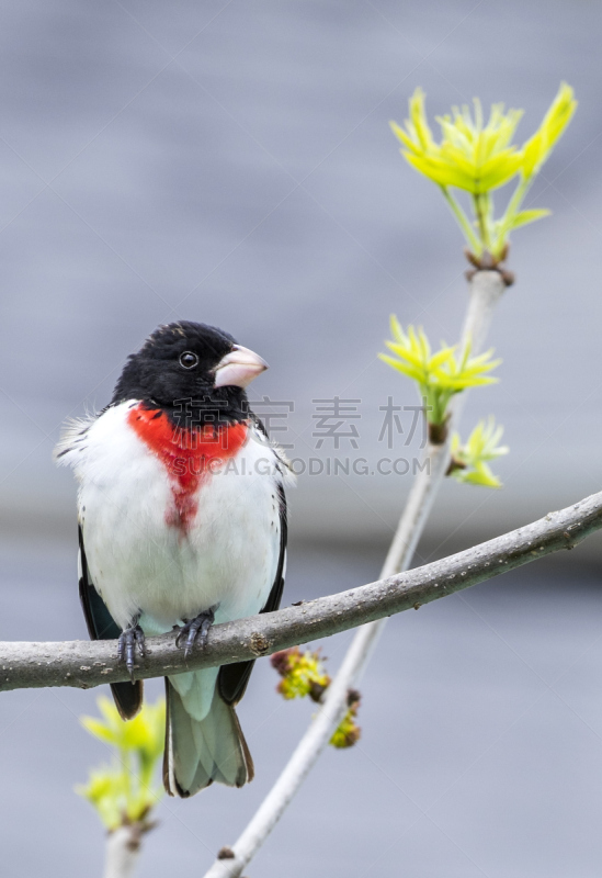 玫瑰胸大嘴雀,蜡嘴鸟,垂直画幅,绿色,无人,鸟类,野外动物,雄性动物,春天,枝