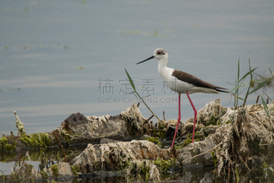 黑翅长脚鹬,防水长靴,野生动物,动物,鸟类,岩石,户外,天空,沙子,自然
