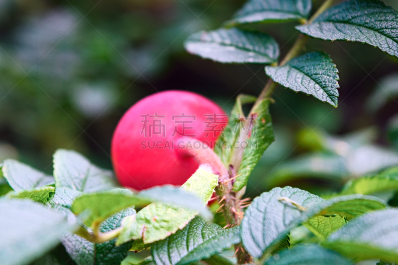 狗,水果,红色,玫瑰,熟的,水平画幅,无人,维生素,户外,明亮