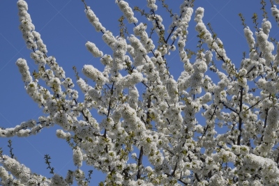 樱桃,枝,花朵,天空,野外动物,花束,白色,果园,清新,花头