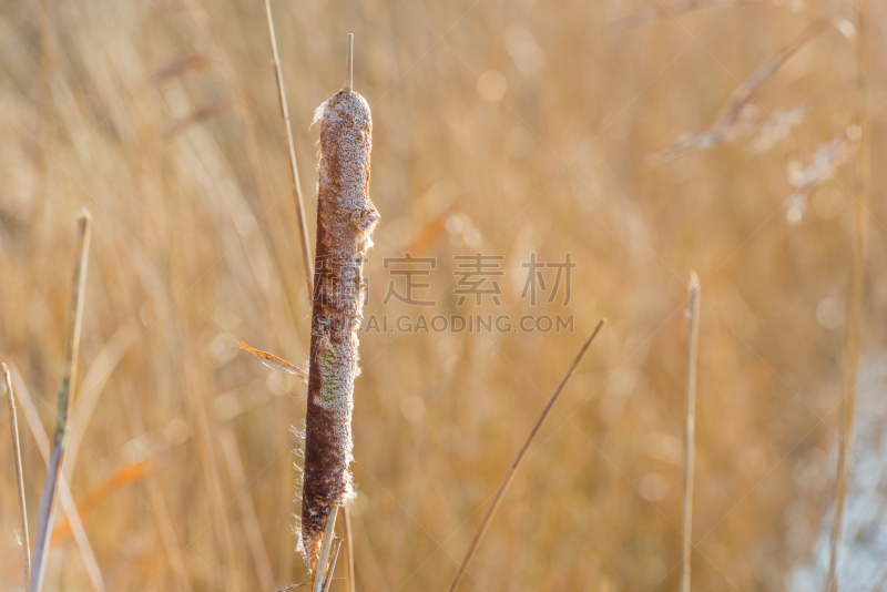 芦苇,湖,冬天,日光,东法尔德斯普拉森,香蒲,圩田,水平线,透视图,池塘