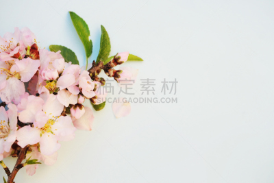 春天,杏树类,概念,水平画幅,特写,植物,果园,枝,植物学,园艺