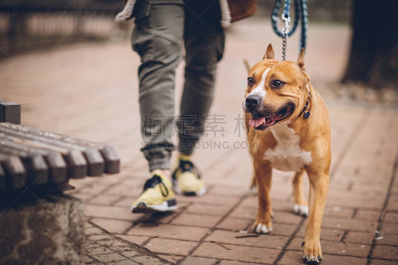 狗,男人,家庭生活,美国斗牛梗,牛头梗,美国斯塔福德犬,斯塔福德郡斗牛犬,受过训练的狗,猎犬,梗犬