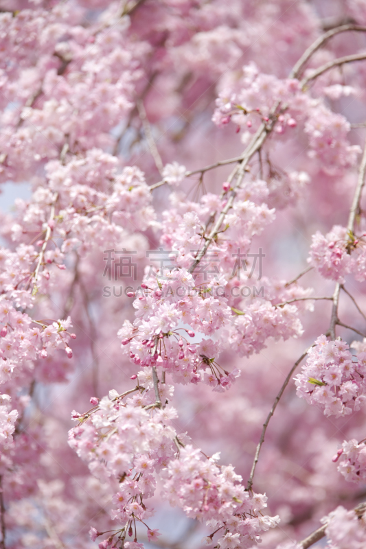 垂枝樱花,垂直画幅,樱花,无人,日本,纯净,特写,春天,日光,粉色