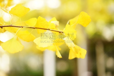 银杏,自然,天空,美,公园,水平画幅,绿色,秋天,无人,日本