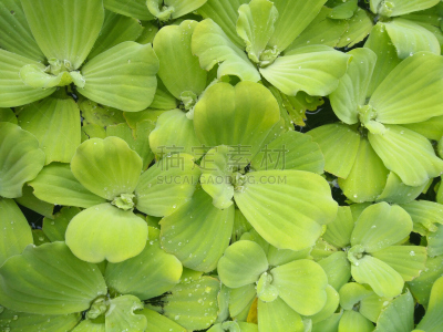 浮萍,自然,水,水平画幅,绿色,无人,户外,草,池塘,亚洲