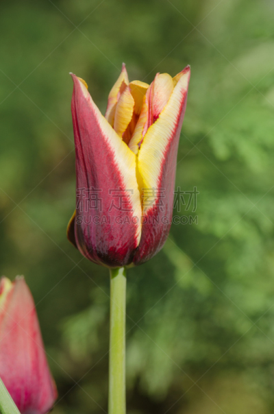 郁金香,条纹,自然美,对称,植物,户外,奇异的,庭院,白色,异国情调