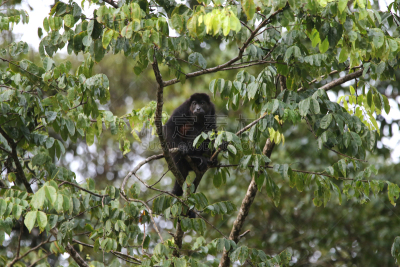 tortuguero national park,吼猴,哥斯达黎加,托尔图格诺,里蒙省,猴子,自然,野生动物,图像,猿