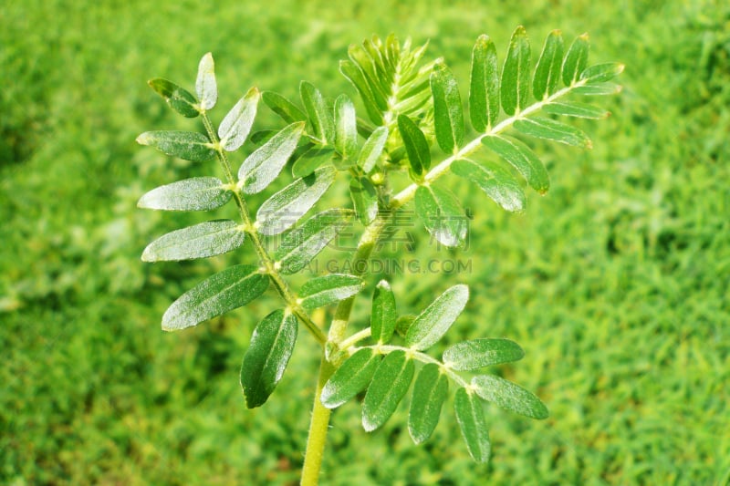 蒺藜科,中医,美,水平画幅,野外动物,户外,田地,植物,园艺,爬