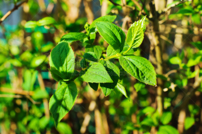茉莉,春天,美,茶树,芳香的,水平画幅,无人,夏天,户外,特写