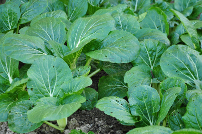 油菜,农场,江门,白菜,光合作用,广东省,树苗,水平画幅,芜菁,芸苔