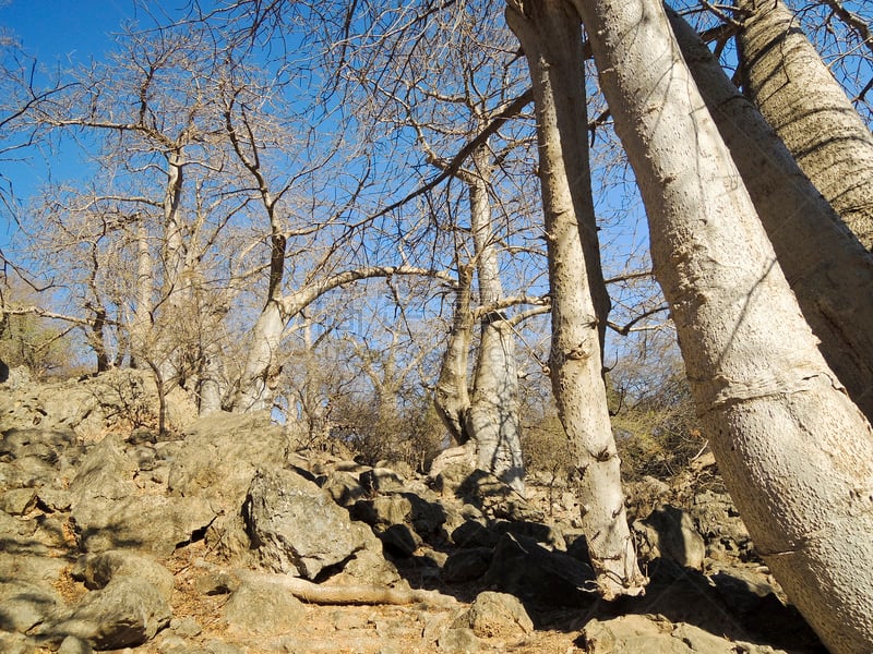 猴面包树,阿曼,塞拉莱,自然,水平画幅,建筑,清真寺,户外,中东人,阿拉伯