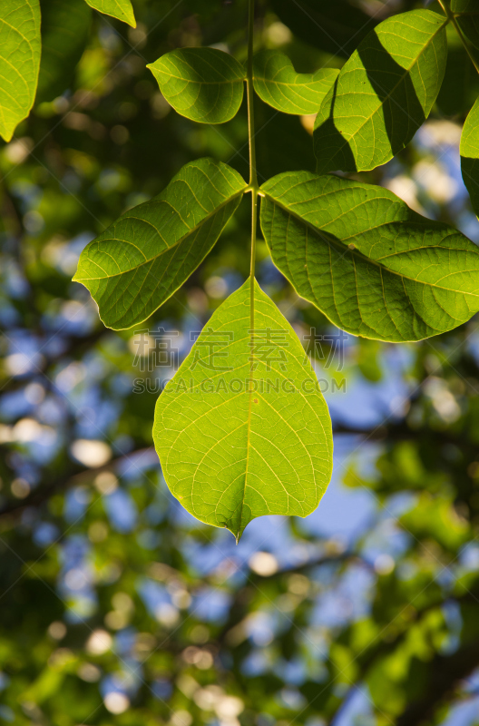 太阳,特拉华,智利阿伯椒,床单,垂直画幅,天空,洞,无人,户外,树