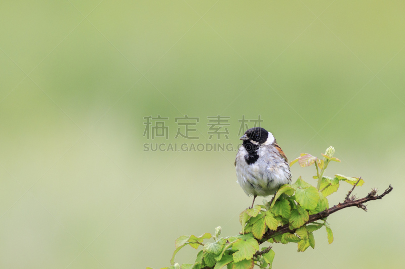 芦鹀,自然,褐色,野生动物,水平画幅,可爱的,无人,欧洲,鸟类,英格兰