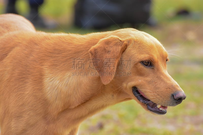 狗,亚洲,纯种犬,美,褐色,水平画幅,民间音乐,动物身体部位,麻风病,夏天