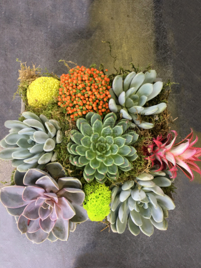 仅一朵花,肉质植物,垂直画幅,美,禅宗,留白,风车厂,形状,无人,夏天