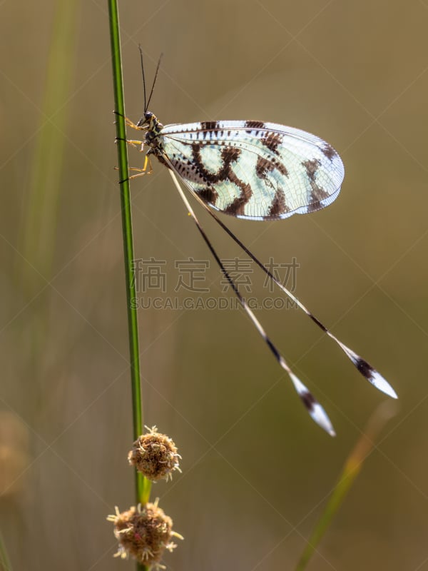 蚁狮,脉翅目,lacewing,莱斯博斯岛,蚜虫,蜻蜓,垂直画幅,沙子,动物学,动物身体部位