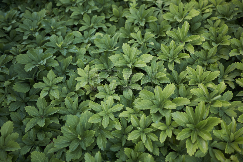 富贵草属常青地被植物,水平画幅,无人,夏天,户外,特写,明亮,植物,多年生植物,植物学