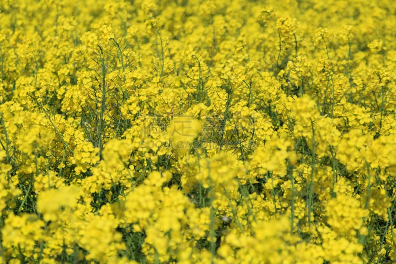 油菜花,黄色,英国,色彩鲜艳,芸苔,田地,里沃勒,约克郡,低视角,在下面