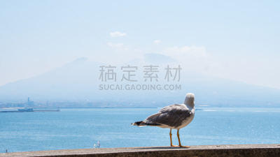 火山,背景,鸟类,河堤,岛原市,庞贝,海鸥,那不勒斯海湾,纳布勒斯,天空