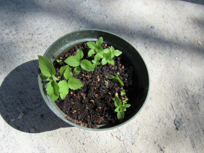泡桐,树苗,美国,植物属性,水平画幅,绿色,秧苗,生物,植物的组成部分,无人