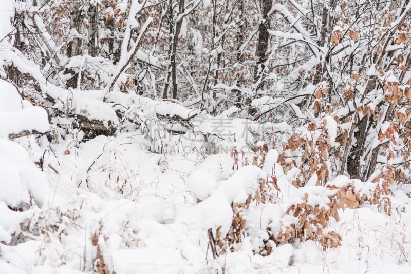 白色,清新,冬天,雪,森林,在下面,自然,寒冷,季节,风景