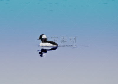 巨头鹊鸭鸭,池塘,自然,野生动物,图像,雄性动物,野外动物,美国,水禽,动物