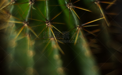 仙人掌,桶仙人掌,芳香的,下水塞,装管,荆棘,尖利,夏天,干的,室内植物