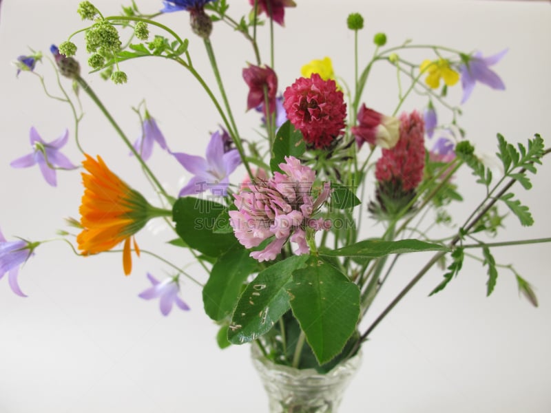 野花,花束,峨参,春白菊花,耧斗菜,风铃草属,矢车菊,草地,水平画幅,无人