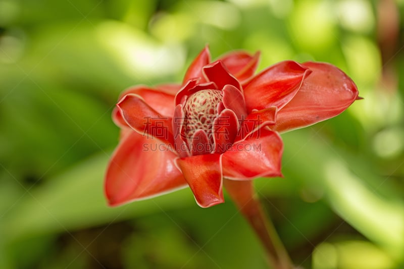 马提尼克岛,玫瑰,特拉华,印度姜花,torch ginger,gingerlily,美,水平画幅,无人,热带雨林