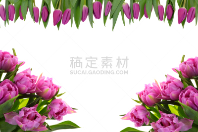 郁金香,美,复活节,水平画幅,历日,情人节,生日,花束,植物,母亲