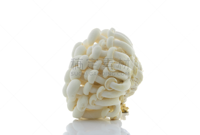 姬菇,白色,自然,水平画幅,素食,无人,山毛榉树,有机食品,生食,白色背景
