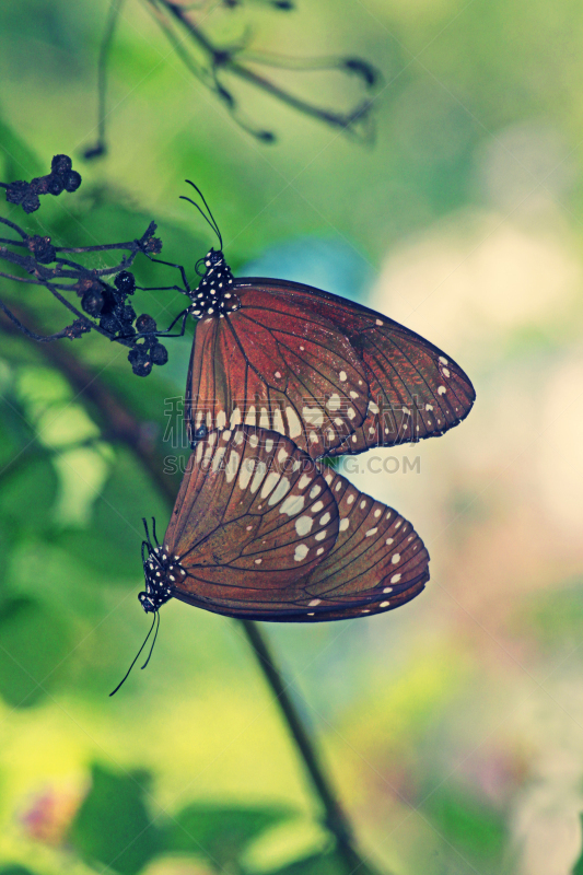 鹭管鱼,australian crow butterfly,旗舰蝶,乌鸦,动物交配,自然,垂直画幅,野生动物,蝴蝶,色彩鲜艳