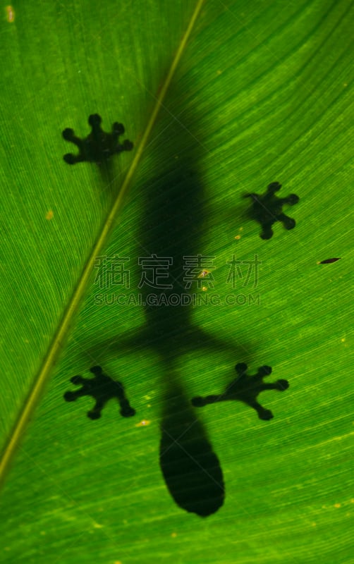 叶尾壁虎,绿色,叶子,巨大的,缬草属植物,壁虎,自然,垂直画幅,野生动物,坐