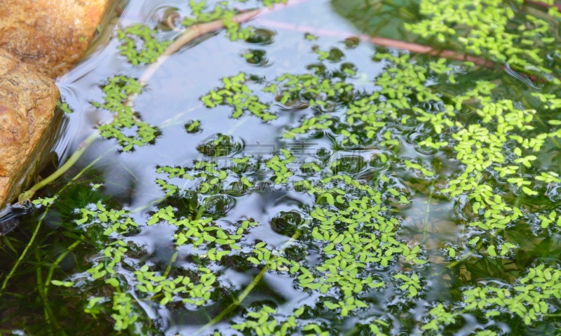 水,静止的,自然,水平画幅,绿色,岩石,无人,湿,阴影,户外