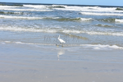 天空,海滩,太阳,苍鹭,白昼,蓝色,雪,大白鹭,水