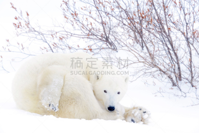 北极熊,选择对焦,天空,水平画幅,注视镜头,马尼托巴湖,雪,无人,两只动物,野外动物