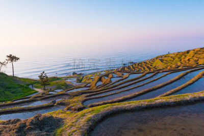稻,日本,田地,石川,一只动物,诺图,能登半岛,石川县,北陆地区,稻田