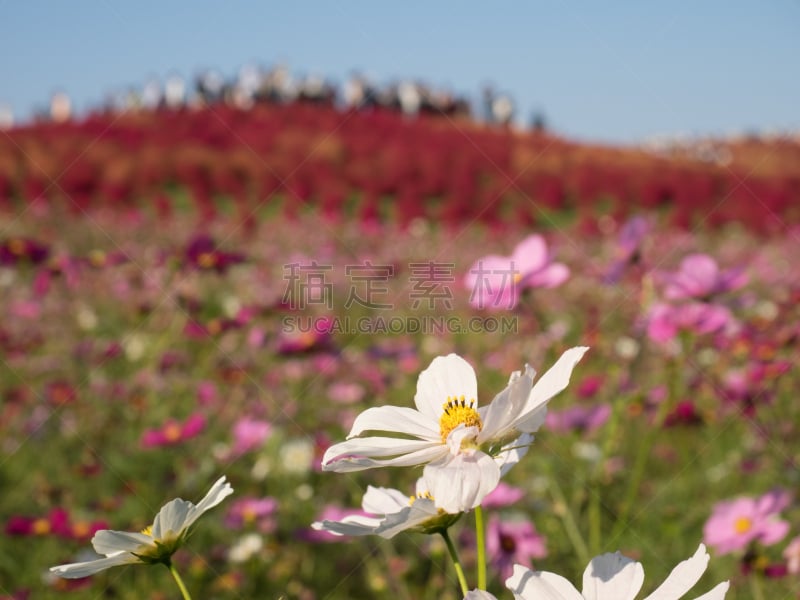 大波斯菊,美,公园,水平画幅,户外,草,特写,明亮,白色,植物