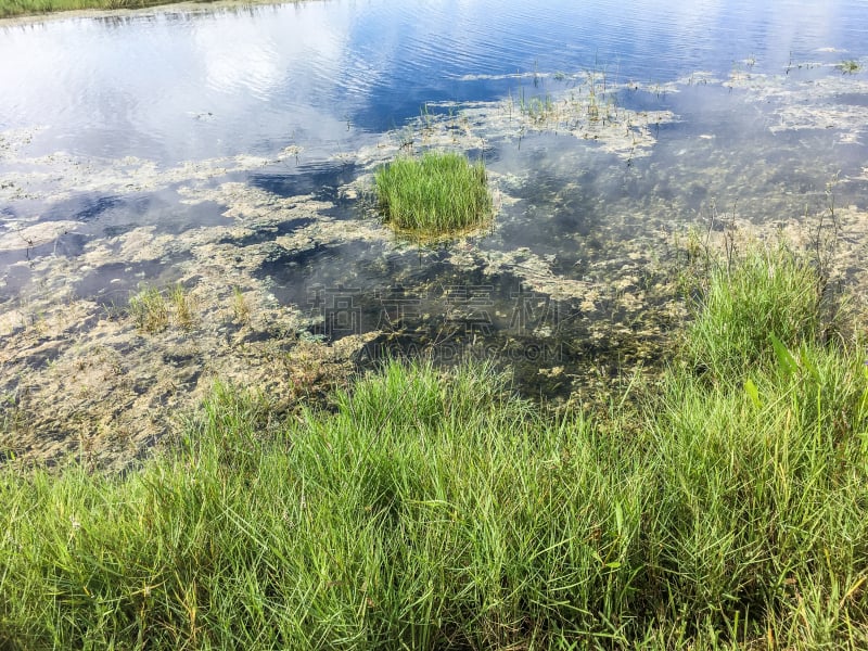 沼泽,河流,海滩,天空,月亮,草原,曙暮光,芦苇,湖,棕榈树