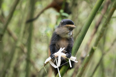 parc national des volcans,金丝猴,卢旺达,猴子,水平画幅,动物身体部位,野外动物,户外,雨林,树林