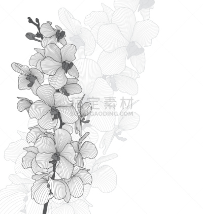 兰花,矢量,石斛,华丽的,清新,背景分离,美术工艺,华贵,自然美,装饰物
