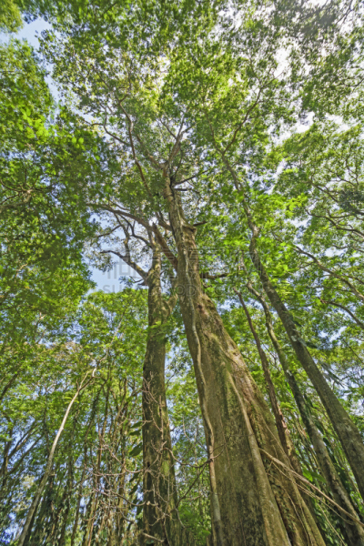 天篷,雨林,向上看,高树果树园,tortuguero national park,里蒙省,哥斯达黎加,垂直画幅,美,中美洲