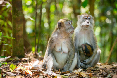 猕猴,雌性动物,两只动物,婴儿,gunung leuser national park,苏门答腊印度尼西亚,自然,野生动物,水平画幅,小的