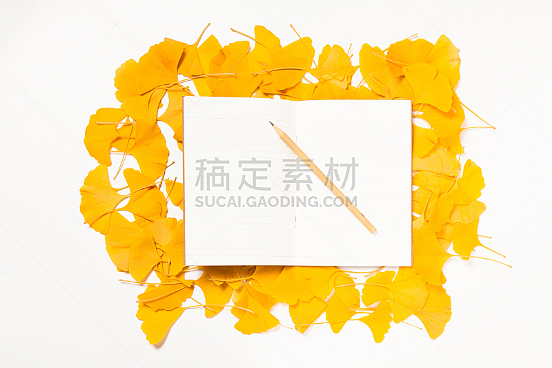 银杏,叶子,空白的,纸,背景,边框,水平画幅,消息,无人,叶脉