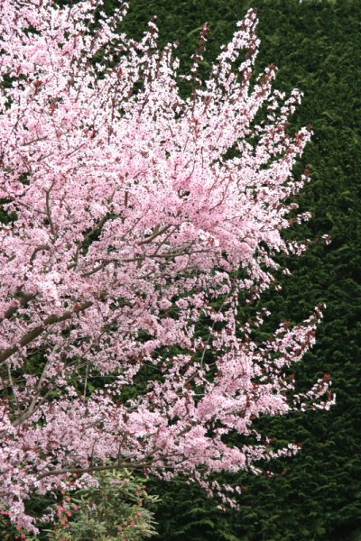 脆弱,春天,花朵,布查特花园,西方铅笔柏,梅花,垂直画幅,樱花,无人,时间