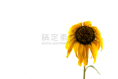 枯萎的,黄色,向日葵,自然,水平画幅,秋天,无人,有毒生物体,干的,干旱地带