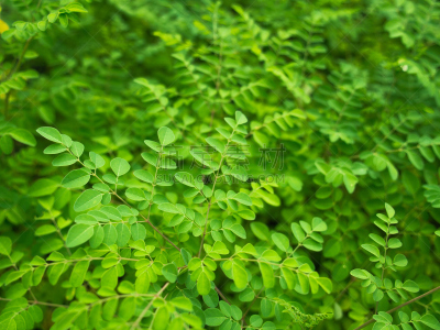 叶子,绿色,山葵,美,水平画幅,无人,夏天,泰国,植物,热带气候